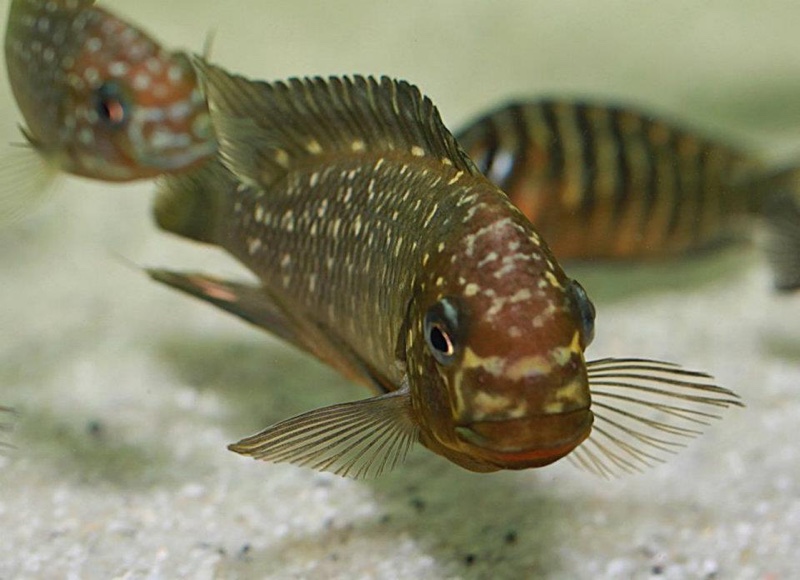 Petrochromis trewavasae